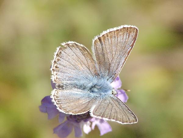 Polyommatus coridon